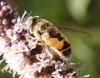 Eristalis sp.